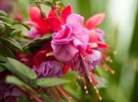 Девушка Цветы flowers, nature, wallpaper 269 обои рабочий стол