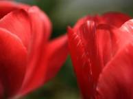 Девушка Цветы flowers, nature, wallpaper 333 обои рабочий стол