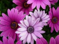 Девушка Цветы flowers, nature, wallpaper 5196 обои рабочий стол