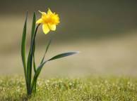 Девушка Цветы flowers, nature, wallpaper 5140 обои рабочий стол