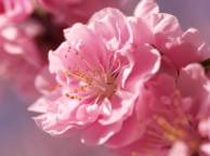 Девушка Цветы flowers, nature, wallpaper 578 обои рабочий стол
