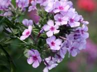 Девушка Цветы flowers, nature, wallpaper 2101 обои рабочий стол