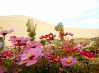 Девушка Цветы flowers, nature, wallpaper 5215 обои рабочий стол