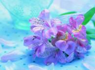 Девушка Цветы flowers, nature, wallpaper 5108 обои рабочий стол