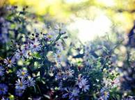 Девушка Цветы flowers, nature, wallpaper 597 обои рабочий стол