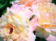 Девушка Цветы flowers, nature, wallpaper 422 обои рабочий стол