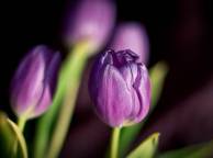 Девушка Цветы flowers, nature, wallpaper 5188 обои рабочий стол