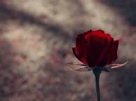 Девушка Цветы flowers, nature, wallpaper 49 обои рабочий стол