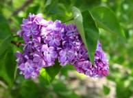 Девушка Цветы flowers, nature, wallpaper 5149 обои рабочий стол