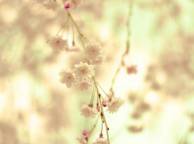 Девушка Цветы flowers, nature, wallpaper 310 обои рабочий стол