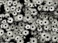 Девушка Цветы flowers, nature, wallpaper 5191 обои рабочий стол