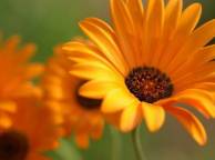 Девушка Цветы flowers, nature, wallpaper 47 обои рабочий стол