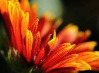 Девушка Цветы flowers, nature, wallpaper 355 обои рабочий стол