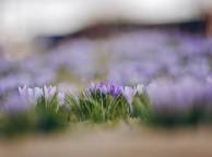 Девушка Цветы flowers, nature, wallpaper 112 обои рабочий стол