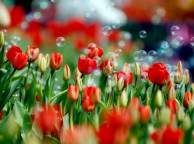 Девушка Цветы flowers, nature, wallpaper 524 обои рабочий стол