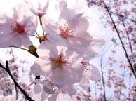 Девушка Цветы flowers, nature, wallpaper 51 обои рабочий стол