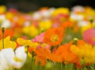 Девушка Цветы flowers, nature, wallpaper 347 обои рабочий стол