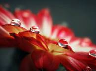 Девушка Цветы flowers, nature, wallpaper 116 обои рабочий стол