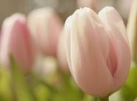Девушка Цветы flowers, nature, wallpaper 588 обои рабочий стол
