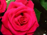 Девушка Цветы flowers, nature, wallpaper 460 обои рабочий стол