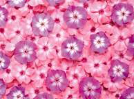 Девушка Цветы flowers, nature, wallpaper 5186 обои рабочий стол