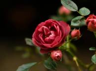 Девушка Цветы flowers, nature, wallpaper 5162 обои рабочий стол