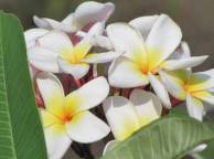 Девушка Цветы flowers, nature, wallpaper 36 обои рабочий стол