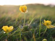 Девушка Цветы flowers, nature, wallpaper 515 обои рабочий стол