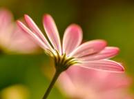 Девушка Цветы flowers, nature, wallpaper 367 обои рабочий стол