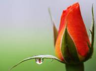 Девушка Цветы flowers, nature, wallpaper 262 обои рабочий стол