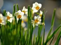 Девушка Цветы flowers, nature, wallpaper 4137 обои рабочий стол