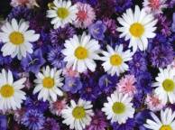 Девушка Цветы flowers, nature, wallpaper 5190 обои рабочий стол