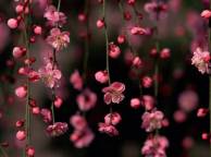 Девушка Цветы flowers, nature, wallpaper 52 обои рабочий стол