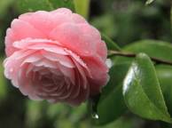 Девушка Цветы flowers, nature, wallpaper 117 обои рабочий стол