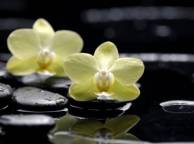 Девушка Цветы flowers, nature, wallpaper 4120 обои рабочий стол