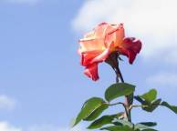 Девушка Цветы flowers, nature, wallpaper 239 обои рабочий стол
