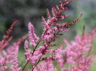 Девушка Цветы flowers, nature, wallpaper 115 обои рабочий стол