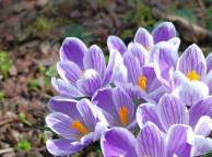 Девушка Цветы flowers, nature, wallpaper 5181 обои рабочий стол