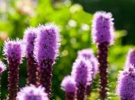 Девушка Цветы flowers, nature, wallpaper 5259 обои рабочий стол