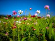 Девушка Цветы flowers, nature, wallpaper 3133 обои рабочий стол