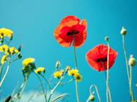Девушка Цветы flowers, nature, wallpaper 366 обои рабочий стол