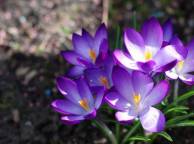 Девушка Цветы flowers, nature, wallpaper 5204 обои рабочий стол