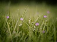 Девушка Цветы flowers, nature, wallpaper 5103 обои рабочий стол