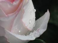 Девушка Цветы flowers, nature, wallpaper 228 обои рабочий стол