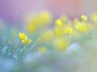 Девушка Цветы flowers, nature, wallpaper 234 обои рабочий стол