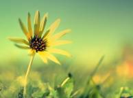 Девушка Цветы flowers, nature, wallpaper 471 обои рабочий стол