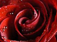 Девушка Цветы flowers, nature, wallpaper 5101 обои рабочий стол