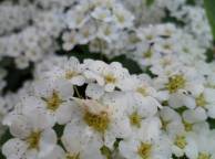 Девушка Цветы flowers, nature, wallpaper 236 обои рабочий стол