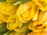 Девушка Цветы flowers, nature, wallpaper 529 обои рабочий стол