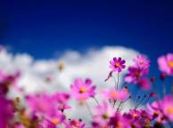 Девушка Цветы flowers, nature, wallpaper 121 обои рабочий стол